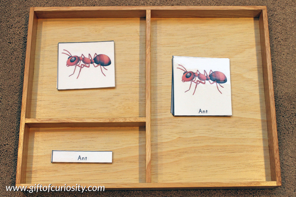 Ant 3-part cards featuring 10 cards related to ant anatomy: ant, abdomen, antennae, eyes, gaster, head, legs, mandibles, petiole, and thorax. #ants #insects #montessori || Gift of Curiosity