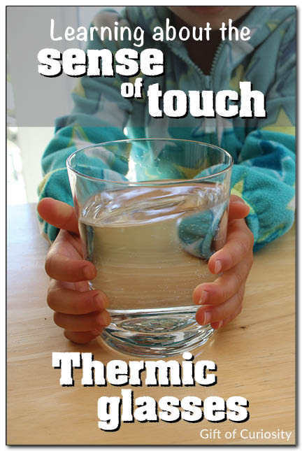 Explore the sense of touch focusing on temperature using DIY thermic glasses. Make four glasses with water of different temperatures. Have kids put the glasses in order from coolest to warmest. #fivesenses #handsonlearning #Montessori || Gift of Curiosity