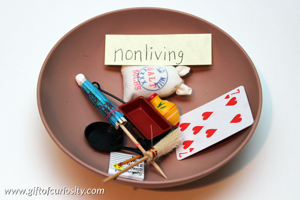 Introduction to living and nonliving: Most children can identify living and nonliving objects with a good deal of accuracy, but many can't explain WHY something is living or nonliving. Check out the hands-on, Montessori-inspired activities we did to explore the concept of living and nonliving. #handsonscience #Montessori || Gift of Curiosity