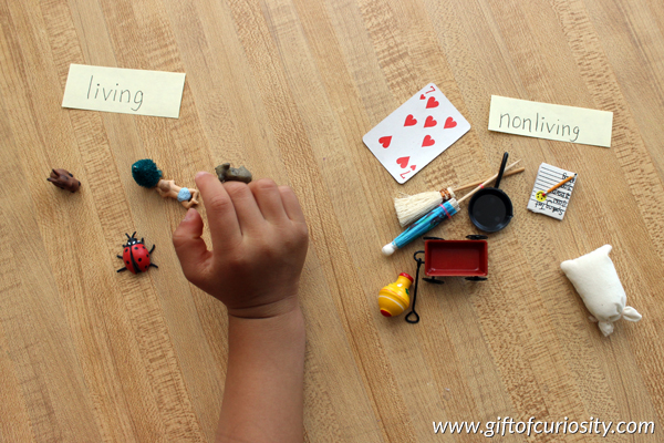 Introduction to living and nonliving: Most children can identify living and nonliving objects with a good deal of accuracy, but many can't explain WHY something is living or nonliving. Check out the hands-on, Montessori-inspired activities we did to explore the concept of living and nonliving. #handsonscience #Montessori || Gift of Curiosity