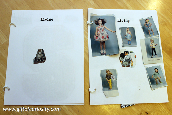 Introduction to once living - once kids have mastered the difference between living and nonliving, you can introduce the concept of "once living." This post has several Montessori-inspired hands-on activities for teaching kids about the concept of once living. #handsonscience #montessori || Gift of Curiosity