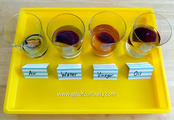 Apple rotting experiment, Day 2 - check out this apple science activity and see what happens to apples left in air, water, vinegar, and oil for a week! #apples #handsonscience #ece || Gift of Curiosity