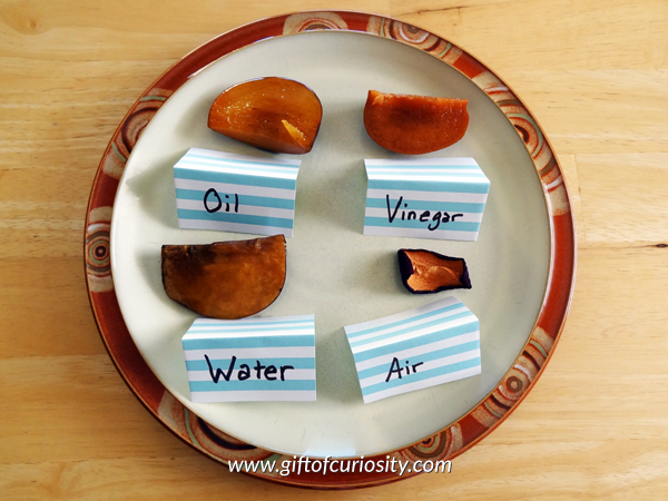 Apple rotting experiment, Day 7 - check out this apple science activity and see what happens to apples left in air, water, vinegar, and oil for a week! #apples #handsonscience #ece || Gift of Curiosity