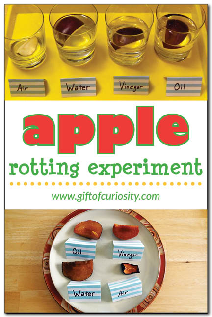 Apple rotting experiment - check out this apple science activity and see what happens to apples left in air, water, vinegar, and oil for a week! #apples #handsonscience #ece || Gift of Curiosity