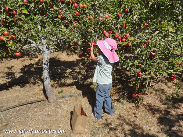Apple picking at the U-Pick apple orchard