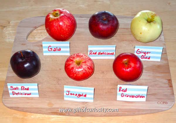 Apple taste testing: Kids can compare the different tastes and textures of apples with this taste testing activity. Plus, kids can record their findings on the free Exploring Apples printable. #apples #freeprintable || Gift of Curiosity