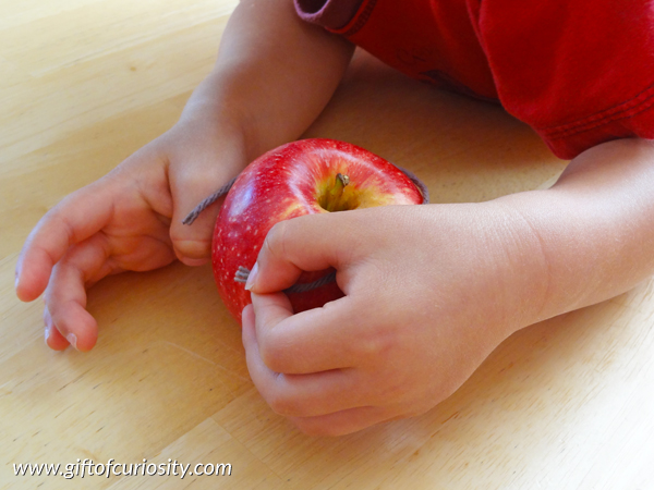 Estimating the circumference of an apple - this apple math activity encourages kids to develop estimation and measurement skills. #apples #handsonmath || Gift of Curiosity