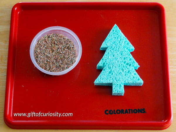 Grow your own Christmas tree sponge with this super fun Christmas science and fine motor activity your kids can do over and over! || Gift of Curiosity