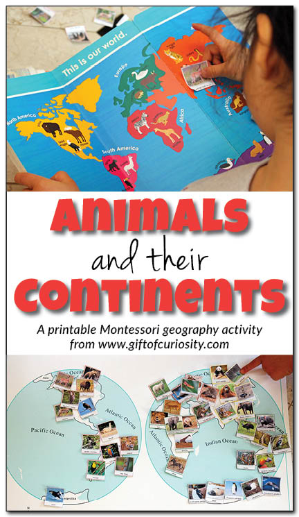 Animals and their continents: A printable Montessori activity to teach kids about the animals native to each of the seven continents. This activity makes geography fun! || Gift of Curiosity