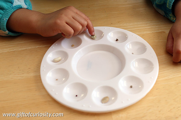 Exploring seeds from packets: A simple observation activity for preschoolers to learn about seeds || Gift of Curiosity