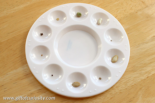 Exploring seeds from packets: A simple observation activity for preschoolers to learn about seeds || Gift of Curiosity