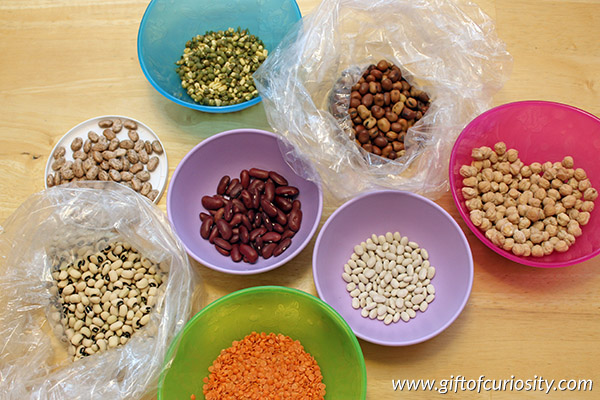 A selection of seeds - mostly beans - for creating an easy seed medallions fine motor craft for kids. This is a great preschool activity to learn about seeds! || Gift of Curiosity