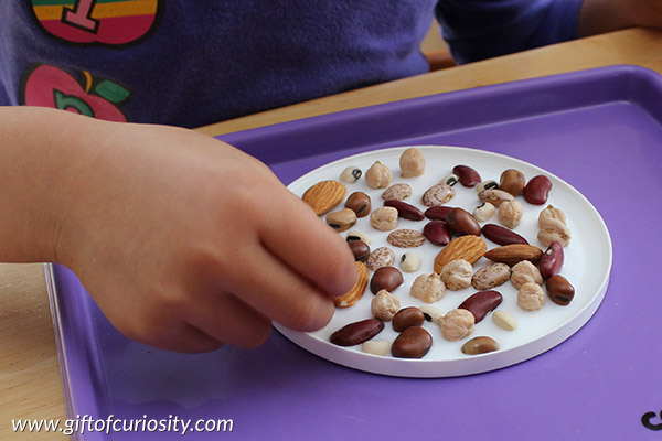 Easy seed medallions fine motor craft for kids. This is a great preschool activity to learn about seeds! || Gift of Curiosity