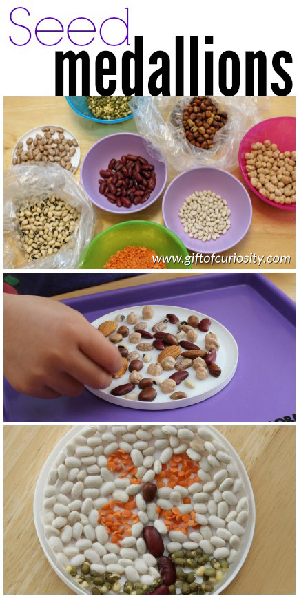 Easy seed medallions fine motor craft for kids. This is a great preschool activity to learn about seeds! || Gift of Curiosity