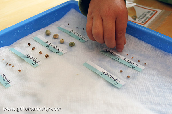 Sprouting seeds: A beginning botany lesson for preschoolers to learn how different kinds of seeds germinate || Gift of Curiosity