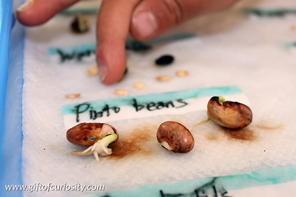 Sprouting seeds: A beginning botany lesson for preschoolers to learn how different kinds of seeds germinate || Gift of Curiosity