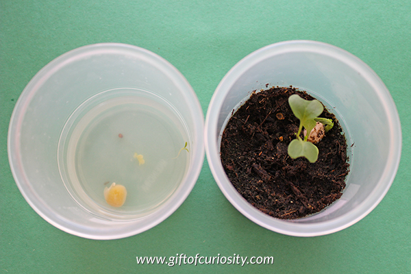 Teach kids about the needs of seeds with this seed experiment that answers the question: "Do seeds need air to grow?" Part 3 in a series of seed experiments from Gift of Curiosity