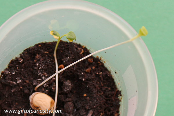 Teach kids about the needs of seeds with this seed experiment that answers the question: "Do seeds need light to grow?" Part 1 in a series of seed experiments from Gift of Curiosity