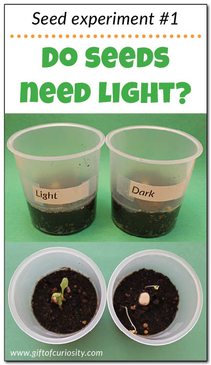 Teach kids about the needs of seeds with this seed experiment that answers the question: "Do seeds need light to grow?" Part 1 in a series of seed experiments from Gift of Curiosity
