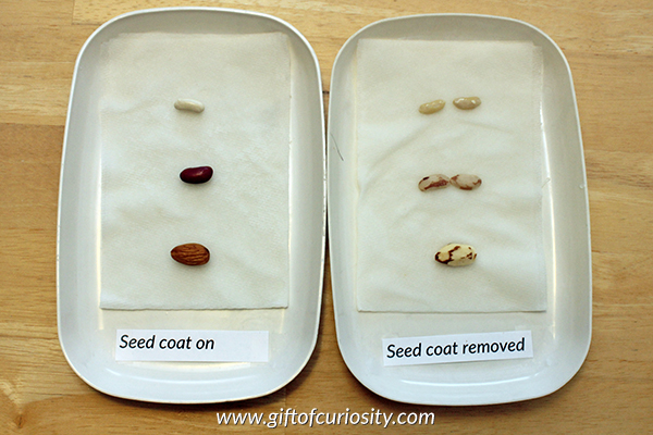 Teach kids about the needs of seeds with this seed experiment that answers the question: "Do seeds need their seed coat to grow?" Part 4a in a series of seed experiments from Gift of Curiosity