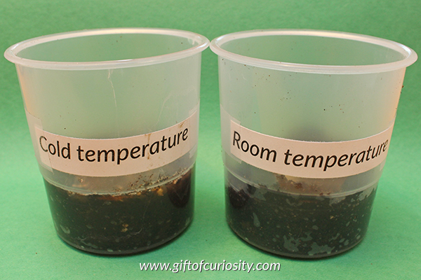 Teach kids about the needs of seeds with this seed experiment that answers the question: "What temperature do seeds like?" Part 2 in a series of seed experiments from Gift of Curiosity