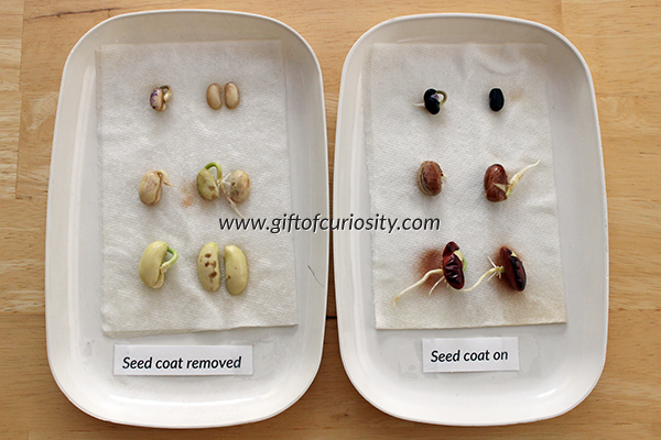 Teach kids about the needs of seeds with this seed experiment that answers the question: "Do seeds need their seed coat to grow?" Part 4b in a series of seed experiments from Gift of Curiosity