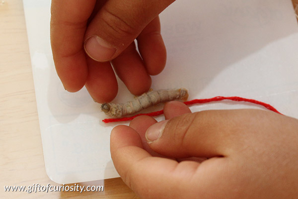 Insect math: While raising silkworms, we took measurements each week as a way to practice basic math skills and to record our observations of the silkworms' growth. We also developed a fun, visual way to display our measurements that allowed us to easily track growth over time. || Gift of Curiosity