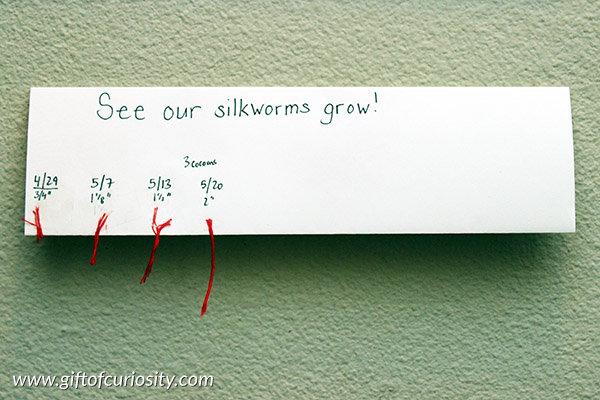 Insect math: While raising silkworms, we took measurements each week as a way to practice basic math skills and to record our observations of the silkworms' growth. We also developed a fun, visual way to display our measurements that allowed us to easily track growth over time. || Gift of Curiosity