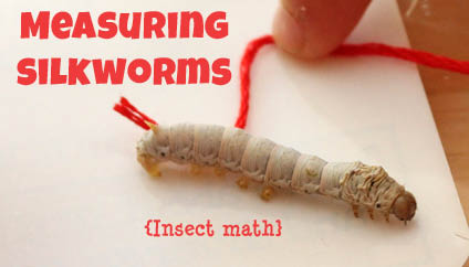 Measuring An Insect Measuring silkworms {insect math} - Gift of Curiosity