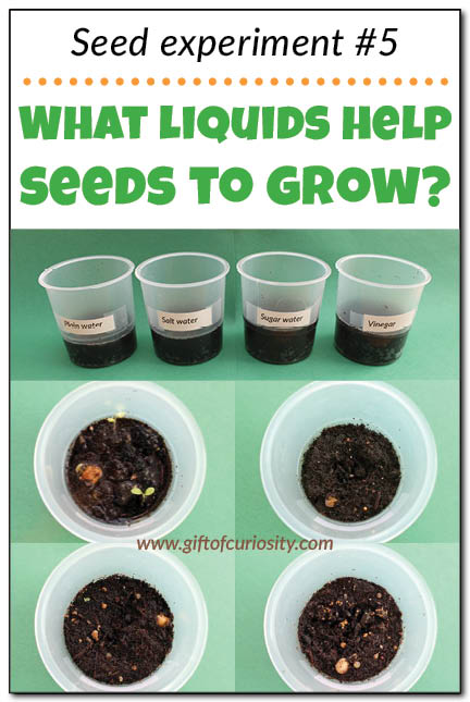 Teach kids about the needs of seeds with this seed experiment that answers the question: "What liquids help seeds to grow?" Part 5 in a series of seed experiments from Gift of Curiosity