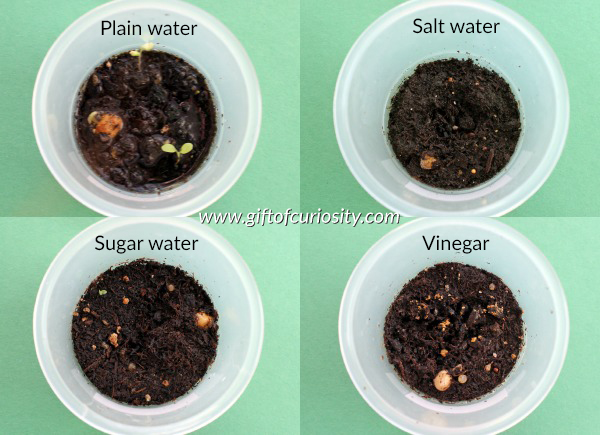 Teach kids about the needs of seeds with this seed experiment that answers the question: "What liquids help seeds to grow?" Part 5 in a series of seed experiments from Gift of Curiosity