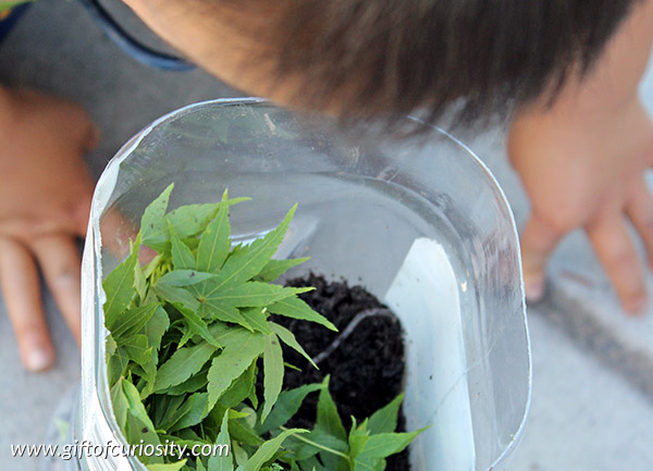 DIY worm tower kids can make - with a bit of adult supervision of course! What a fun way to talk about the important role earthworms play in keeping our soil healthy. || Gift of Curiosity