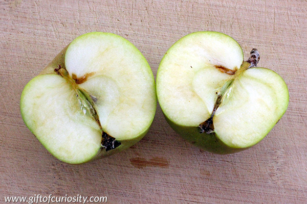 Dissecting an apple: A Montessori-inspired activity from Gift of Curiosity || Gift of Curiosity