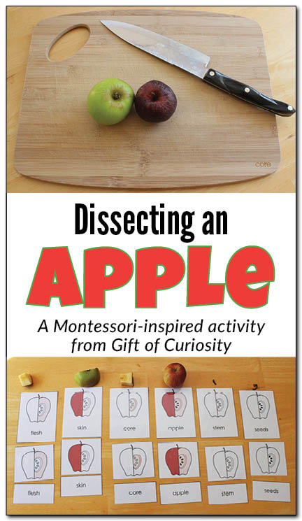 Dissecting an apple: A Montessori-inspired activity to help young kids to learn about the parts of a fruit. I love the idea of using the printable 3-part apple cards to extend the learning! Can't wait to try this! || Gift of Curiosity