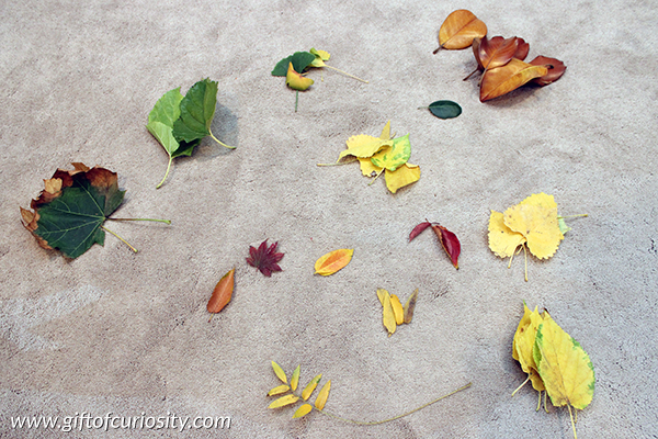 The best way to preserve leaves? This person tried three different methods of preserving fall leaves. See what worked best for her! || Gift of Curiosity