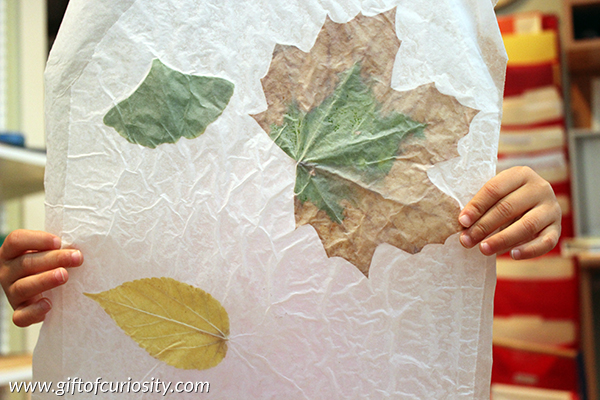The best way to preserve leaves: Comparison of 3 different methods - Gift  of Curiosity