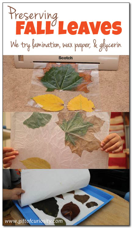The best way to preserve leaves? This person tried three different methods of preserving fall leaves. See what worked best for her! || Gift of Curiosity