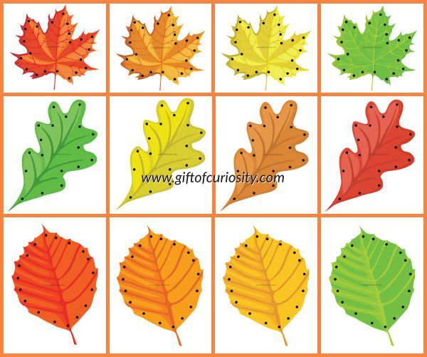 Free Fall Leaf Lacing Cards for kids to enjoy the colors of fall while developing their fine motor skills. || Gift of Curiosity