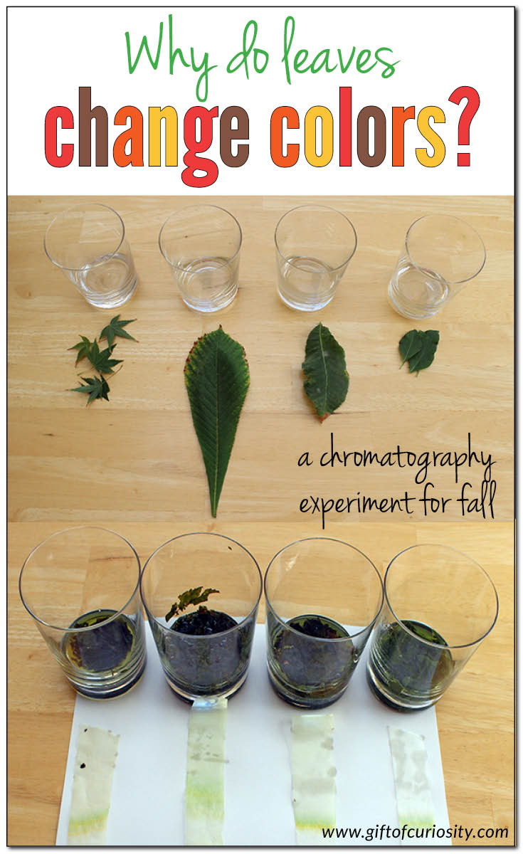 Video resources and an awesome science experiment to help kids understand how and why leaves change colors in the fall || Gift of Curiosity