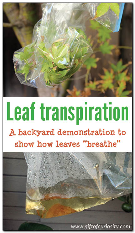 How leaves "breathe": a backyard demonstration of leaf transpiration to show how leaves give off water as they "breathe" || Gift of Curiosity