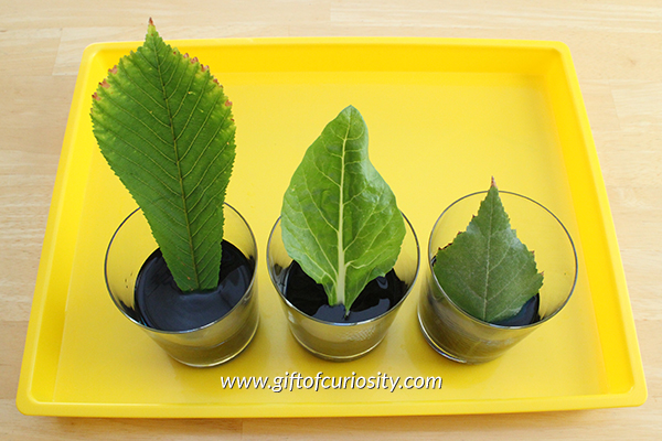 How leaves get water: This simple science activity demonstrates very clearly how leaves take up water their through veins and then distribute it to the entire leaf. || Gift of Curiosity
