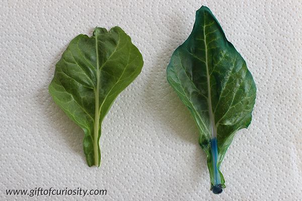 How leaves get water: This simple science activity demonstrates very clearly how leaves take up water their through veins and then distribute it to the entire leaf. || Gift of Curiosity