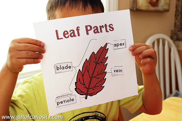 Learning about leaf parts with free printable resources || Gift of Curiosity