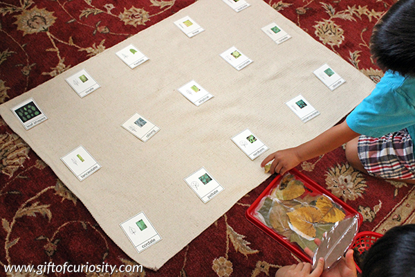 Learning about leaf shapes with real leaves and printable resources || Gift of Curiosity