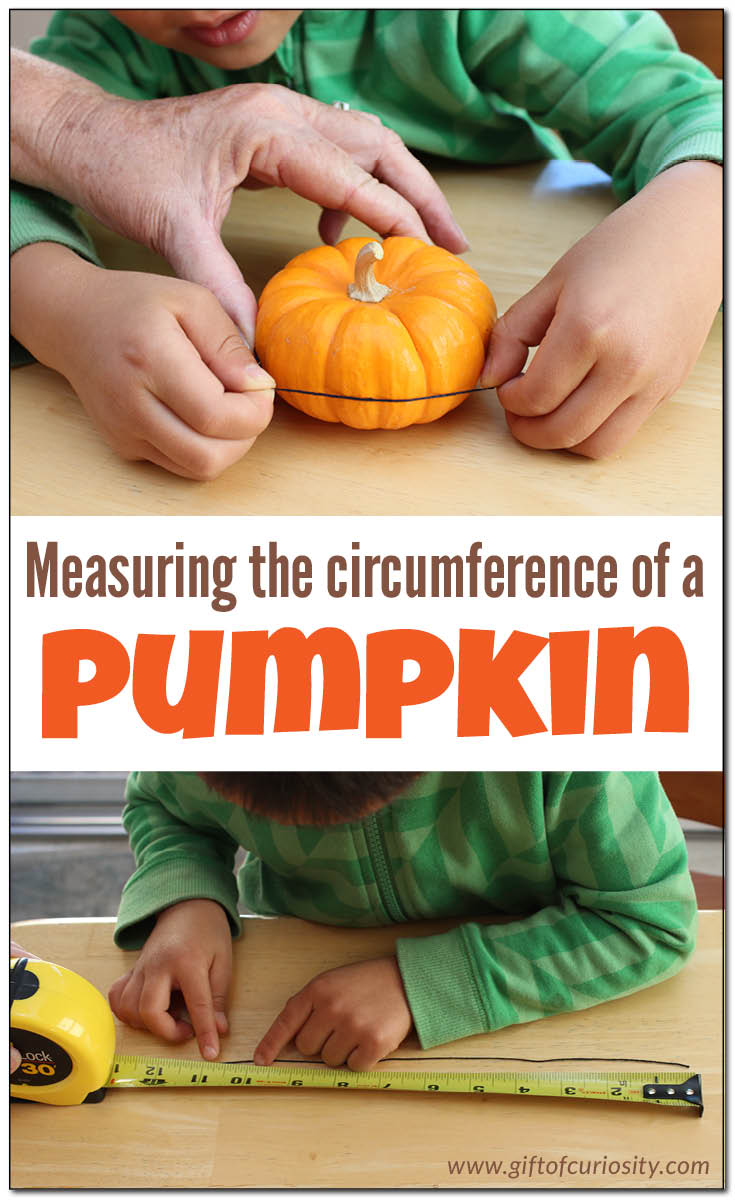 Measuring the circumference of a pumpkin is an easy fall math activity to do with kids. This post includes instructions for a simple measuring activity as well as several extension activities for kids with more advanced math skills. || Gift of Curiosity