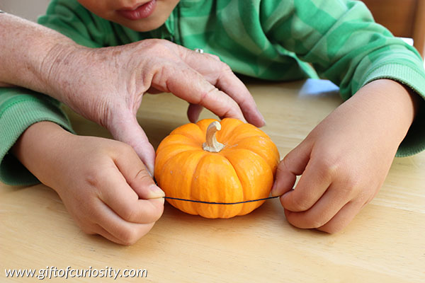 Measuring the circumference of a pumpkin is an easy fall math activity to do with kids. This post includes instructions for a simple measuring activity as well as several extension activities for kids with more advanced math skills. || Gift of Curiosity