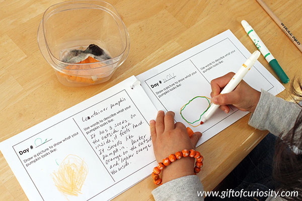 Pumpkin decomposition experiment: a fall science activity for kids in preschool, kindergarten, and elementary school. Grab a copy of the FREE Pumpkin Decomposition journal to do this activity with your kids! || Gift of Curiosity 1