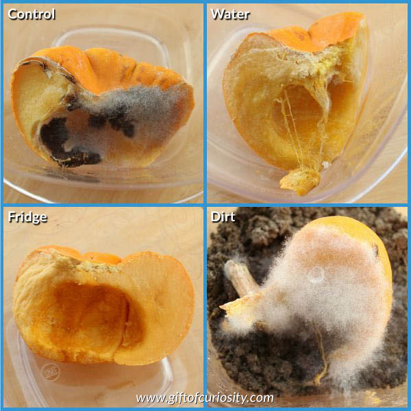 Pumpkin decomposition experiment: a fall science activity for kids in preschool, kindergarten, and elementary school. Grab a copy of the FREE Pumpkin Decomposition journal to do this activity with your kids! || Gift of Curiosity 1