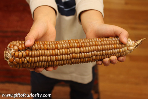 Make popcorn from an ear of Indian corn right in your microwave. Such a fun and simple snack for fall! Learn how in this brief tutorial. The results are so cool! (And yummy and healthy too!)|| Gift of Curiosity
