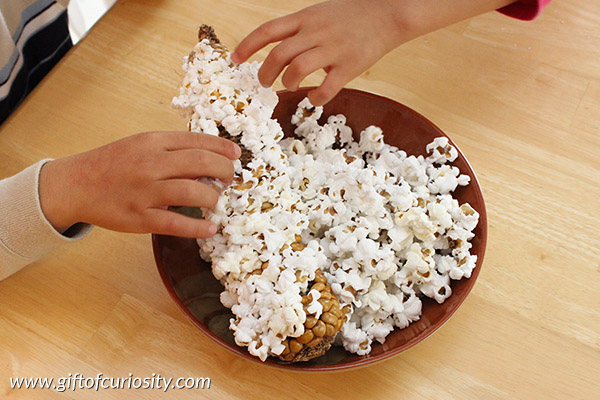 Make popcorn from an ear of Indian corn right in your microwave. Such a fun and simple snack for fall! Learn how in this brief tutorial. The results are so cool! (And yummy and healthy too!)|| Gift of Curiosity